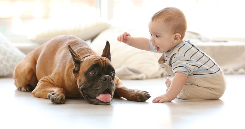 mascotas-y-bebes-2